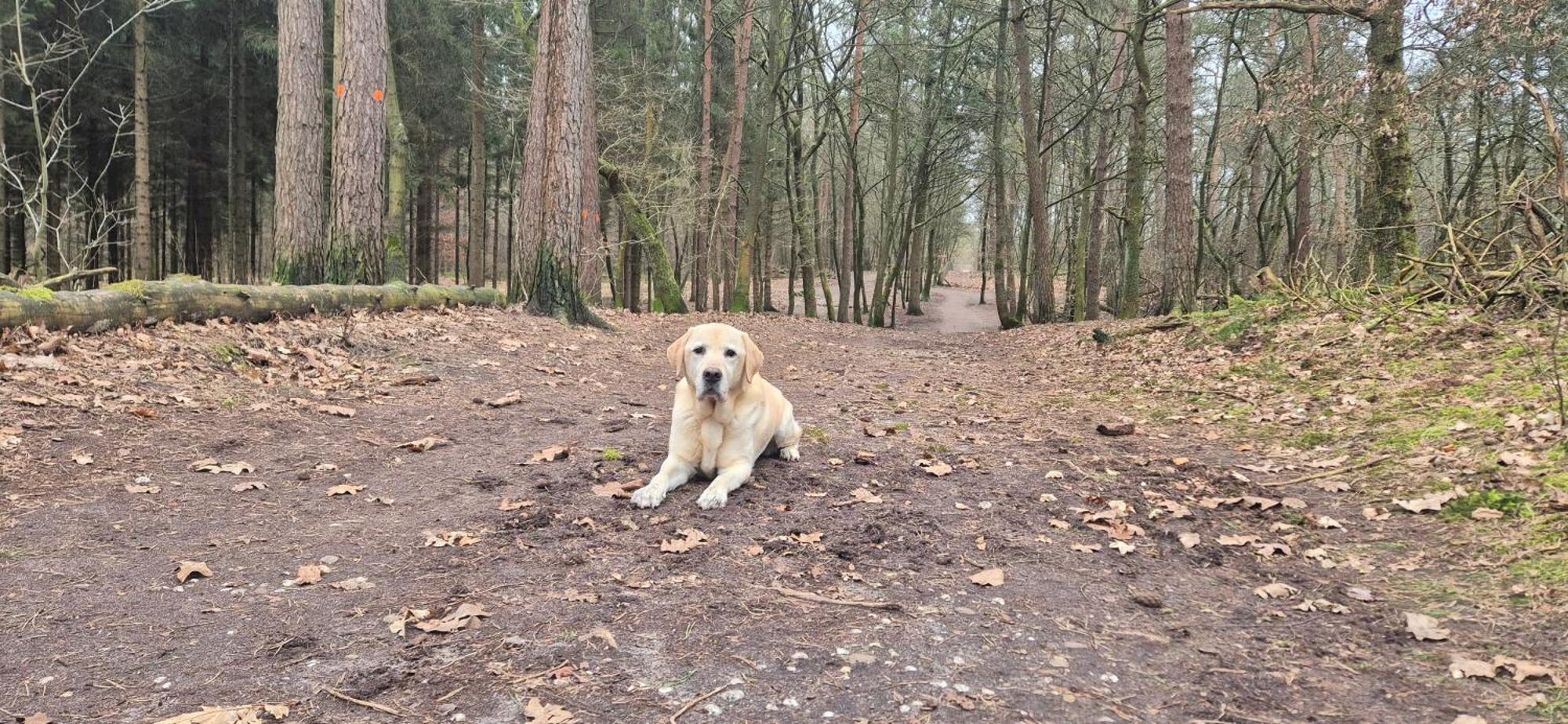 Het Veluwse Boshuisje Knus Chalet Met Omheinde Tuin Op De Veluwe هونديرلو المظهر الخارجي الصورة